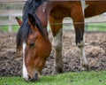 Brown Horse Eating Grass on Other Side Of Fence