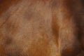 Brown horse pelt texture - skin and fur background Royalty Free Stock Photo