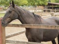 Brown horse in the pinfold Royalty Free Stock Photo