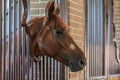 Brown horse pokes its head out of a stall in stable Royalty Free Stock Photo