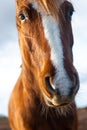 Brown horse or pony face close up