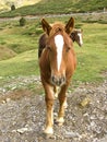 Brown horse portrait Royalty Free Stock Photo