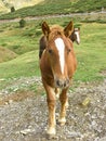 Brown horse portrait Royalty Free Stock Photo