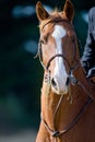 Brown horse portrait