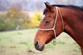 Brown horse portrait Royalty Free Stock Photo