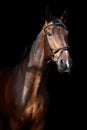 Brown horse portrait on black background Royalty Free Stock Photo