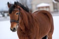 Brown horse portrait close-up Royalty Free Stock Photo