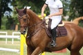 Brown horse portrait during competition