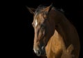 brown horse portrait on dark background Royalty Free Stock Photo