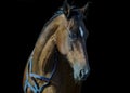 horse portrait on dark background Royalty Free Stock Photo