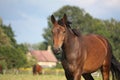 Brown horse portrait at the field in summer Royalty Free Stock Photo