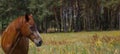 Brown horse, portrait, head, close up, summer in the forests Royalty Free Stock Photo