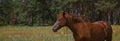 Brown horse, portrait, head, close up, summer in the forests Royalty Free Stock Photo