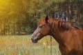 Brown horse, portrait, head, close up, summer in the forests Royalty Free Stock Photo