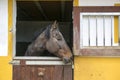 Brown horse portrait in a stable looking through the window. Equestrianism background and empty copy space Royalty Free Stock Photo