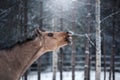 Brown horse portrait, walk on the paddock Royalty Free Stock Photo