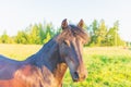 Brown horse posing on the green meadow summertime. Head shot closeup of a purebred young horse on summer pasture Royalty Free Stock Photo