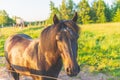 Brown horse posing on the green meadow summertime. Head shot closeup of a purebred young horse on summer pasture Royalty Free Stock Photo