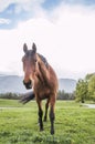 Brown Horse with Pricked Ears and Swishing Tail Royalty Free Stock Photo