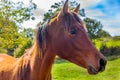 Brown horse profile against green field and blue sky. Asturias Royalty Free Stock Photo