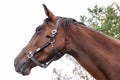 Brown horse profile against sky Royalty Free Stock Photo