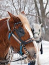 Brown horse ready for sleigh ride Royalty Free Stock Photo