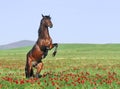 Brown horse rearing on pasture