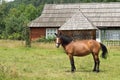 A brown horse with red decorations is grazing on the background of a wooden house Royalty Free Stock Photo