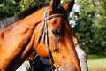 Brown horse in reins, standing outdoors, close-up. Profile portrait of horse muzzle looking into camera Royalty Free Stock Photo