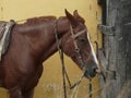 Brown horse relaxing after ride Royalty Free Stock Photo