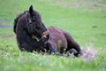 Brown horse resting