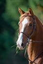 Brown horse in riding tack Royalty Free Stock Photo