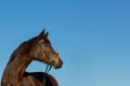 Brown horse with right hand side copy space Royalty Free Stock Photo