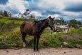 Brown horse on the road from Ambato to Paramo Royalty Free Stock Photo