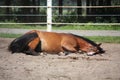 Brown horse rolling on the ground Royalty Free Stock Photo