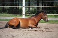 Brown horse rolling on the ground Royalty Free Stock Photo
