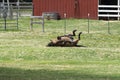 Brown horse rolling on its back in the grass Royalty Free Stock Photo