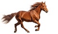 Brown horse run gallop isolated on transparent background. Side view. Royalty Free Stock Photo