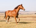 Brown horse running on dry grass Royalty Free Stock Photo