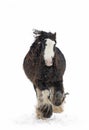 A Clydesdale horse running in the falling snow in winter in Canada Royalty Free Stock Photo