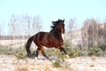Brown horse running free in winter Royalty Free Stock Photo