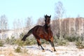 Brown horse running free in winter Royalty Free Stock Photo