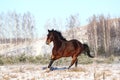 Brown horse running free in winter Royalty Free Stock Photo