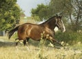 Brown horse running on light dry grass Royalty Free Stock Photo