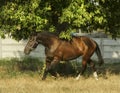 Brown horse running on light dry grass Royalty Free Stock Photo