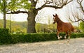 Brown horse running in paddock freely Royalty Free Stock Photo