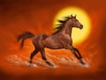 Brown horse running red sky background Royalty Free Stock Photo