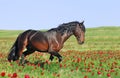 Brown horse running trot on pasture Royalty Free Stock Photo