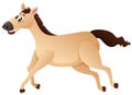 Brown horse running on white background Royalty Free Stock Photo