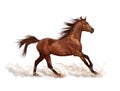 Brown horse running on white background Royalty Free Stock Photo